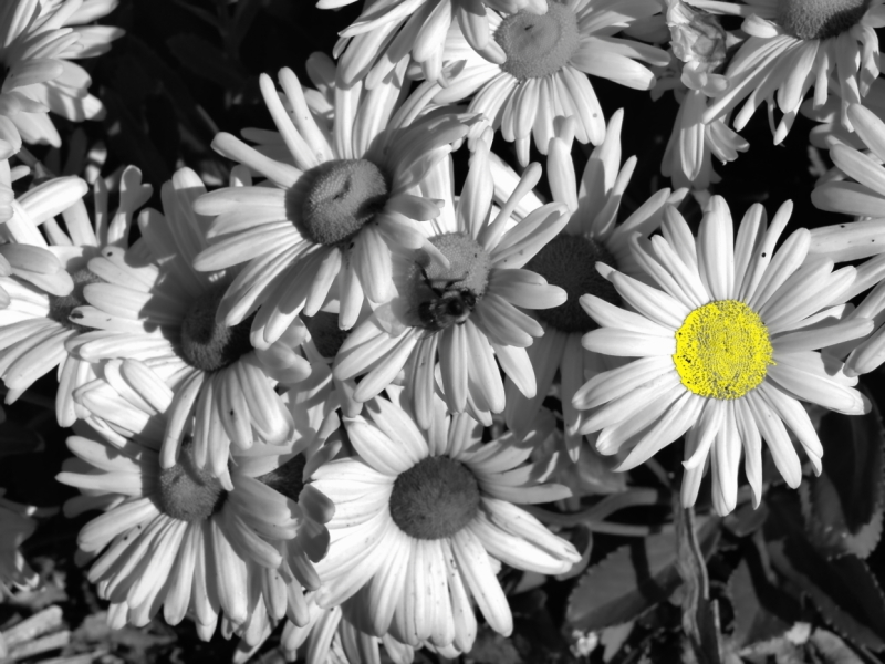 PA219434bwcc